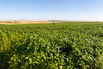 Soy plantation, for human consumption.
