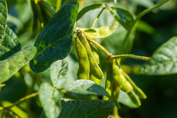 Soy plantation, for human consumption.