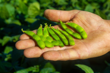 Soy plantation, for human consumption.