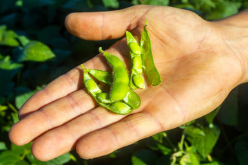 Soy plantation, for human consumption.