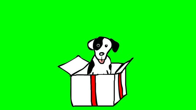 Cute dog in a box. Bithday present hand drawn cartoon style animation on a green screen. Chroma key.