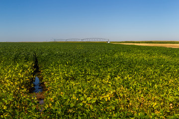 Soy plantation, for human consumption.