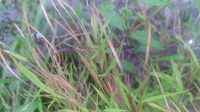 A spider escape from enemy in nature background