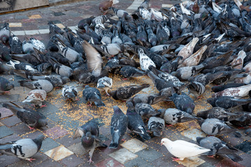 Group of grey  pigeon birds eating seeds and bread from the ground.