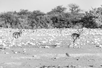 Antelopes in the desert, Africa