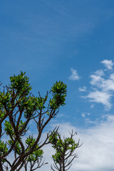 Green leaves with a blue sky background