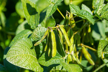 Soy plantation, for human consumption.