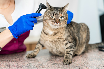 young beautiful girl a veterinarian examines a cat's ears with an otoscope. Cat is not happy