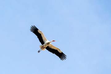 A group of storks make their nests