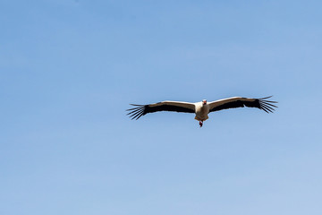 A group of storks make their nests