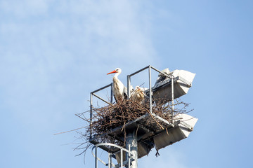 A group of storks make their nests