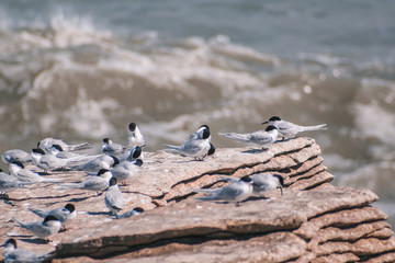 White-fronted tern at Pancake Rocks near Punakaiki, South Island, New Zealand
