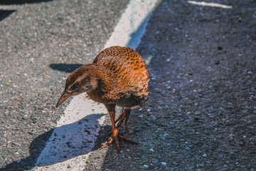 Curious Western Weka on the South Island of New Zealand
