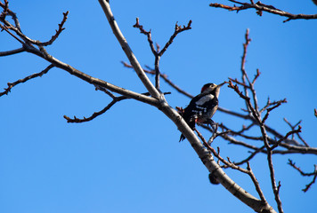 woodpecker on a tree