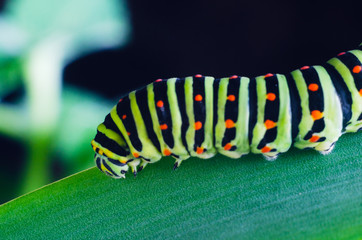 Caterpillar of the Machaon crawling on green leaves, close-up