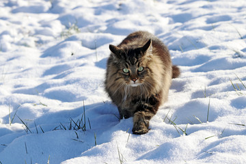Eine hübsche braun-schwarze Norwegische Waldkatze läuft durch den Schnee