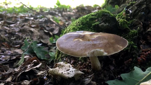 Forest Mushroom