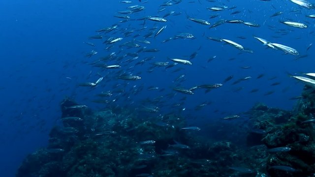 Chicharro shoal
