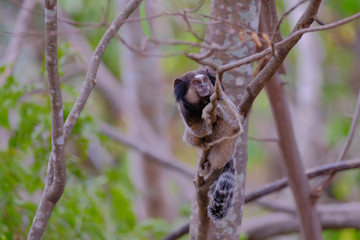 Black Tufted Marmoset, Callithrix Penicillata, sitting on a branch in the trees at Poco Encantado, Chapada Diamantina, Bahia, Brazil