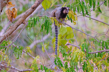 Black Tufted Marmoset, Callithrix Penicillata, sitting on a branch in the trees at Poco Encantado, Chapada Diamantina, Bahia, Brazil