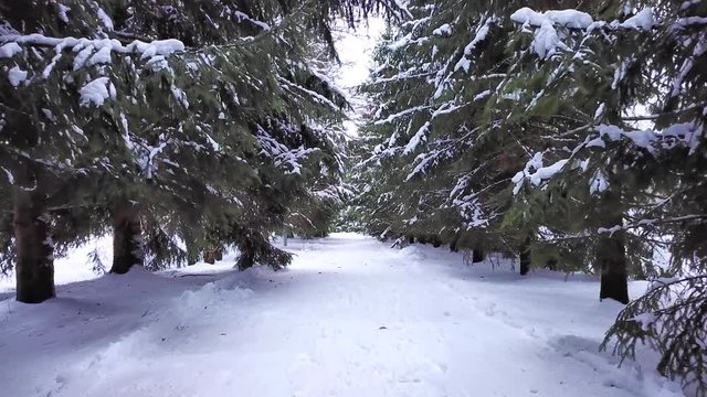 Winter alley of the I.Ye.Repin estate 2