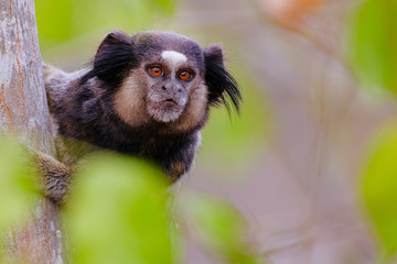 Black Tufted Marmoset, Callithrix Penicillata, sitting on a branch in the trees at Poco Encantado, Chapada Diamantina, Bahia, Brazil