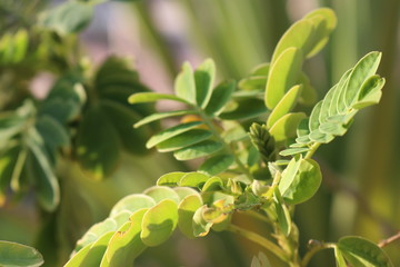 green plant in the garden