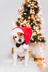 cute jack russell dog at home by the christmas tree, dog wearing a red santa hat