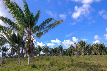Fototapeta na wymiar Palm tree plantation, Santa Cruz Cabralia, Bahia, Brazil