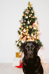beautiful black labrador at home by the christmas tree