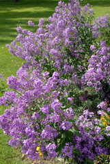 Ville d'Argentan, jardin public et fleurs mauves, département de l'Orne