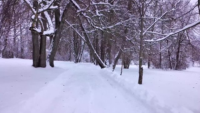 Winter alley of the I.Ye.Repin estate