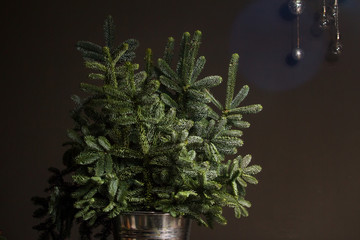 Green fresh fir or Abies Nobilis branches in an iron bucket on a dark wooden table, a decorative reed cloud hanging from above with a Christmas decor, Christmas or New Year concept