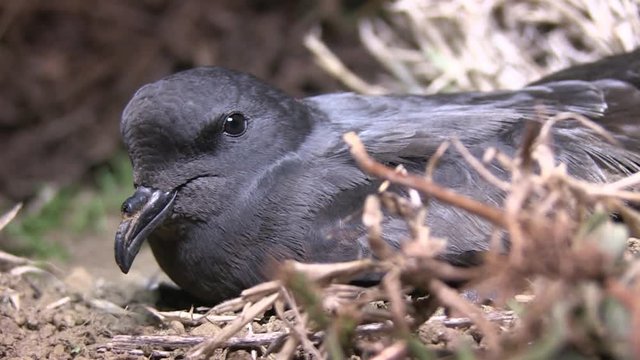 Monteiro Storm Petrel