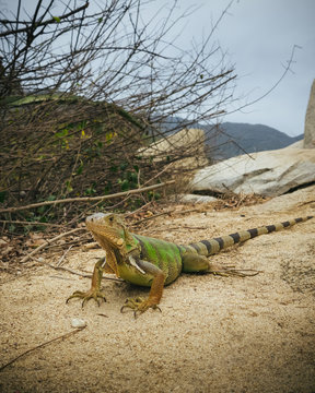 Iguana Parque Tayrona