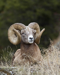 Rocky Mountain Bighorn Sheep - a rm with full curl horns rests on a grassy slope