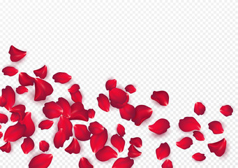 Backdrop of rose petals isolated on a transparent white background. Valentine day background. Vector illustration - obrazy, fototapety, plakaty