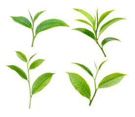 tea leaf isolated on white background