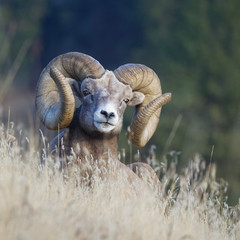 Rocky Mountain Bighorn Sheep - a rm with full curl horns rests on a grassy slope