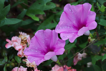 pink flower in the garden