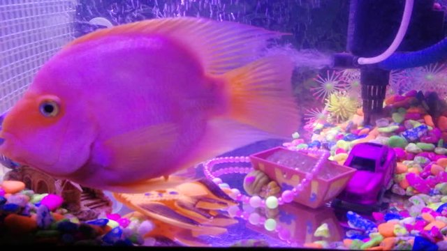 Pet Fish 'Pinky Lippy' Knocks the Wall/Divider