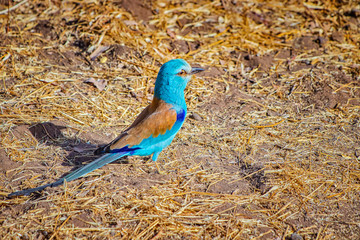 Close up photo of Abyssinian Roller, Abyssinian Roller sitting on a tree branch, Senegal, Africa. It is wildlife photo. Portrait of beautiful small blue bird.