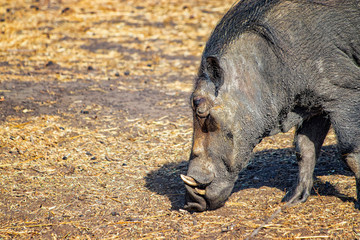 Close up photo of Warthog , Phacochoerus aethiopicus is running along a dirt road for safari in Bandia reserve, Senegal. It is a wildlife photo from Africa.