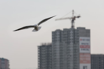 Seagull in flight over the city.
