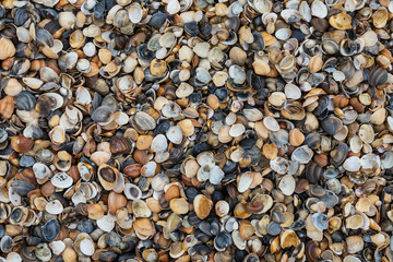 Background of seashells.