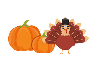 Turkey and pumpkins of thanksgiving day vector design