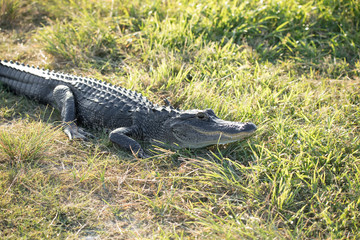 alligator is alert to your presence and ready to move