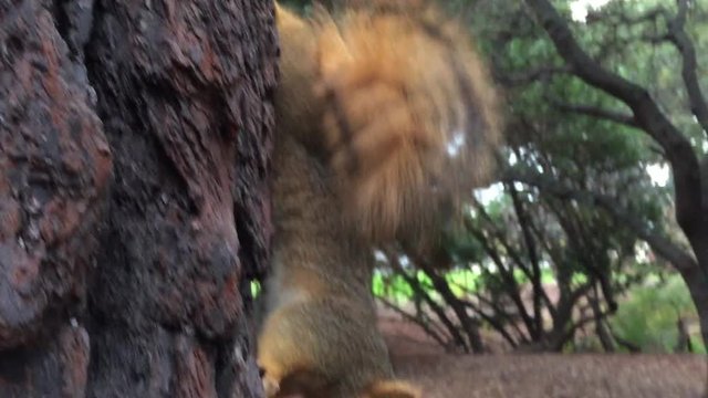 Squirrel close up