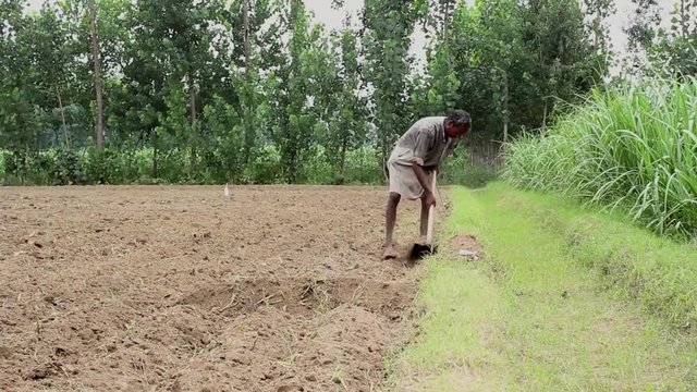 An unidentified farmer plowing his feild