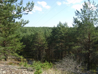 Forest (Лес)